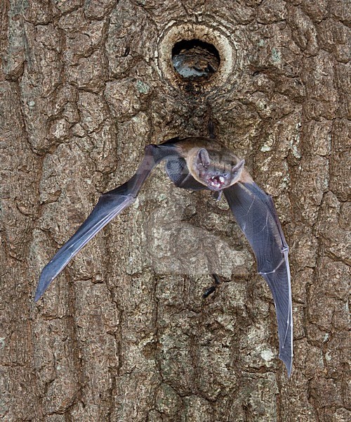 Rosse vleermuis  verlaat holle boom, Noctule Bat leaving a tree stock-image by Agami/Theo Douma,