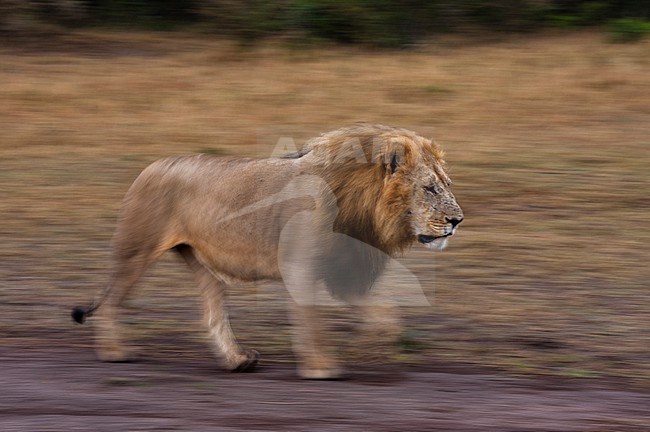 A male lion, Panthera leo, patrolling the savanna. Masai Mara National Reserve, Kenya. stock-image by Agami/Sergio Pitamitz,