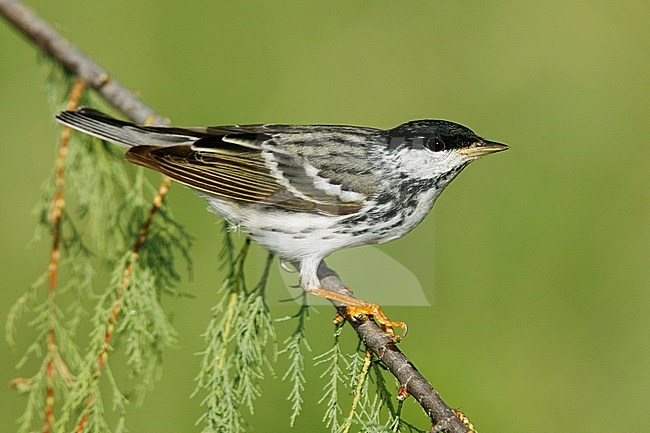 Adult male breeding
Galveston Co., TX
April 2006 stock-image by Agami/Brian E Small,