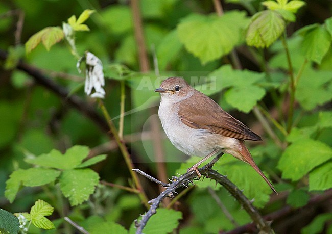 Common Nightingale - Nachtigall - Luscinia megarhynchos ssp. megarhynchos, Germany, adult stock-image by Agami/Ralph Martin,