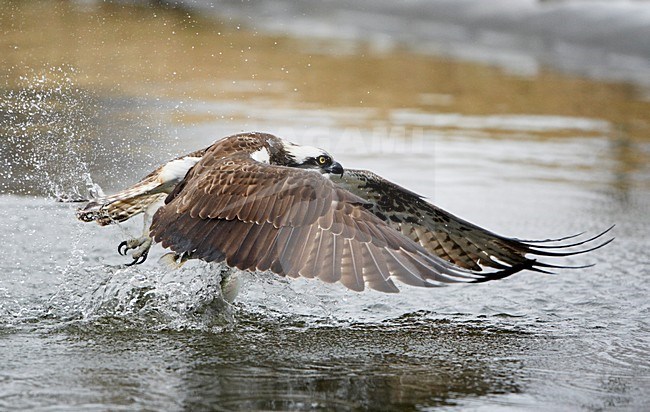 Visarend jagend; Osprey hunting stock-image by Agami/Markus Varesvuo,