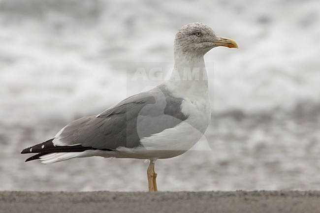 Volwassen Atlantische Geelpootmeeuw; Adult Atlantic Yellow-legged Gull stock-image by Agami/Daniele Occhiato,
