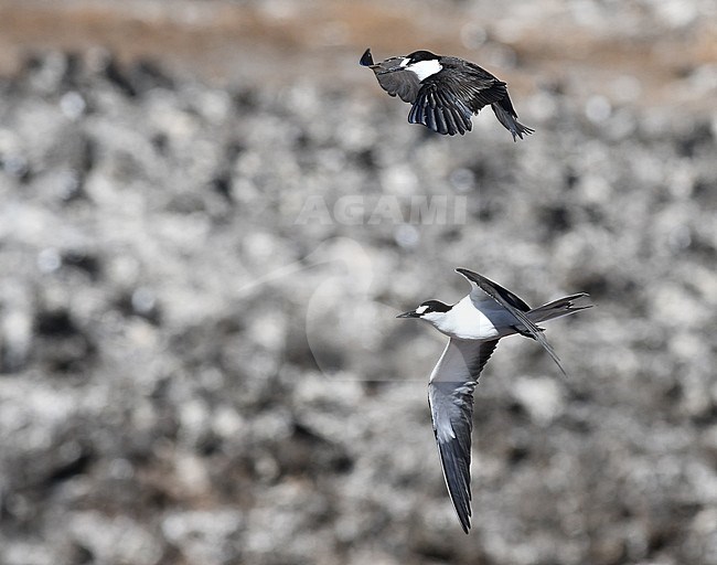 Adult Sooty Tern (Onychoprion fuscatus) in flight stock-image by Agami/Laurens Steijn,