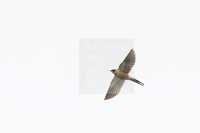 Red-breasted Swallow (Cecropis semirufa) in flight against a white sky at Helsingør, Denmark (1st record for Europe) stock-image by Agami/Helge Sorensen,