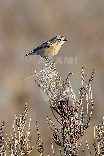 First-winter Siberian Stonechat (Saxicola maurus), perched on top of a plant. Rarity for Spain, Delta del Ebro, Tarragona, Spain. stock-image by Agami/Rafael Armada,