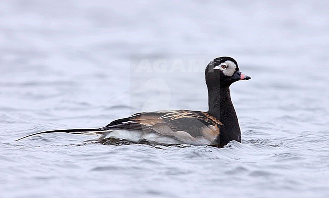 Adult male breeding
Nome Co., AK
June 2009 stock-image by Agami/Brian E Small,