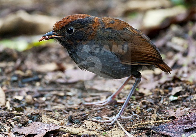 Tweekleurige Mierpitta, Bicolored Antpitta, Grallaria rufocinerea stock-image by Agami/Marc Guyt,