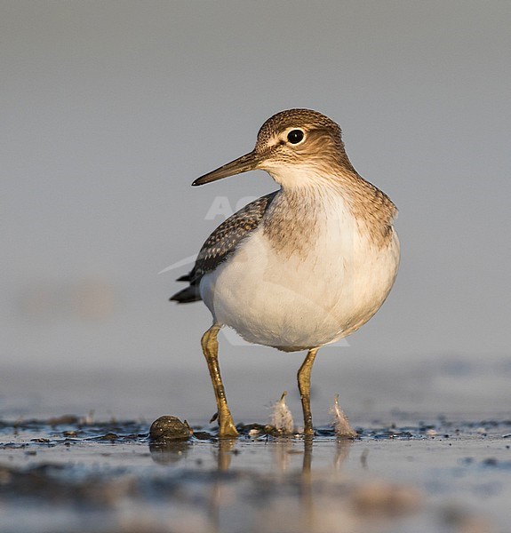 Common Sandpiper - Flussuferläufer - Actitis hypoleucos, Germany, 1st cy stock-image by Agami/Ralph Martin,