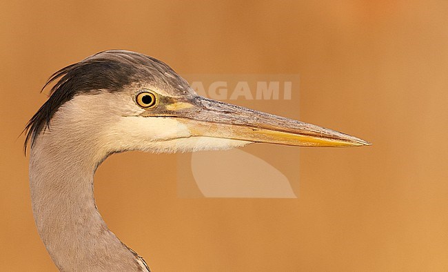 Blauwe Reiger portret; Grey Heron head close-up stock-image by Agami/Markus Varesvuo,