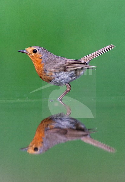 Roodborst in water; European Robin in water stock-image by Agami/Bence Mate,