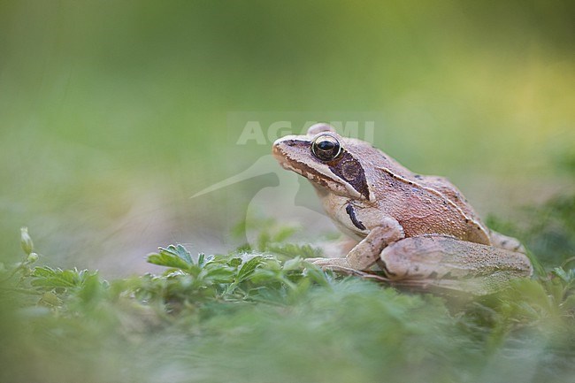 Rana dalmatina - Agile Frog - Springfrosch, Germany (Baden-Württemberg), imago stock-image by Agami/Ralph Martin,