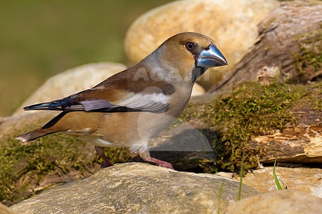 Volwassen Appelvink; Adult Hawfinch stock-image by Agami/Daniele Occhiato,