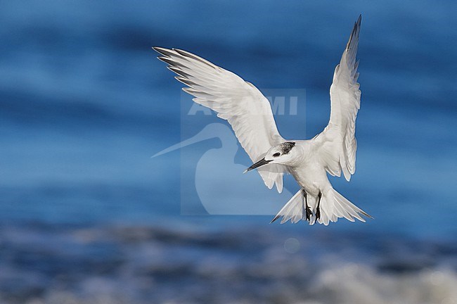 Sandwich Tern (Thalasseus sandvicensis), individual in flight, Campania, Italy stock-image by Agami/Saverio Gatto,