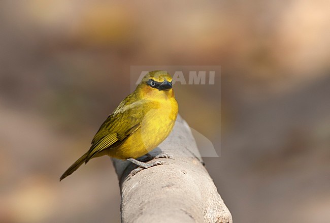 Olive-naped Weaver, Ploceus brachypterus, perched in the Gambia. stock-image by Agami/Marc Guyt,