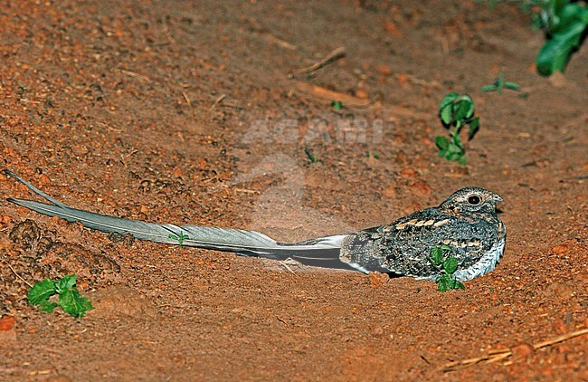 Adult male Pennant-winged Nightjar (Caprimulgus vexillarius) resting on the side of the road in a ditch in Uganda. stock-image by Agami/Pete Morris,