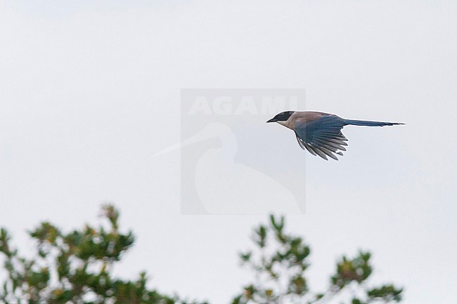 Azure-winged Magpie, Spain stock-image by Agami/Ralph Martin,