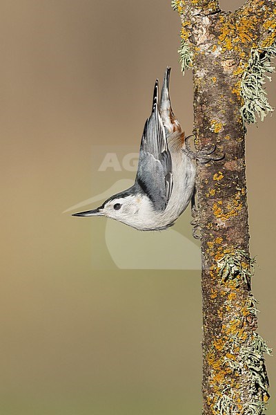 Adult male
Santa Barbara Co., CA
November 2021 stock-image by Agami/Brian E Small,