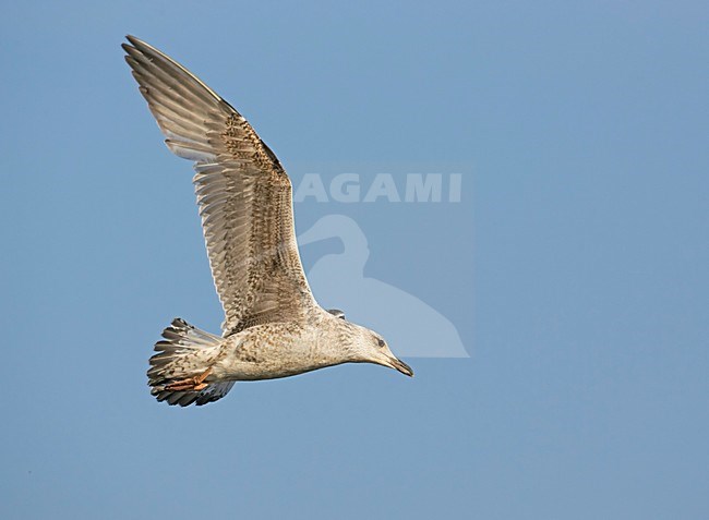 Onvolwassen Zilvermeeuw in vlucht; Immature Herring Gull in flight stock-image by Agami/Markus Varesvuo,