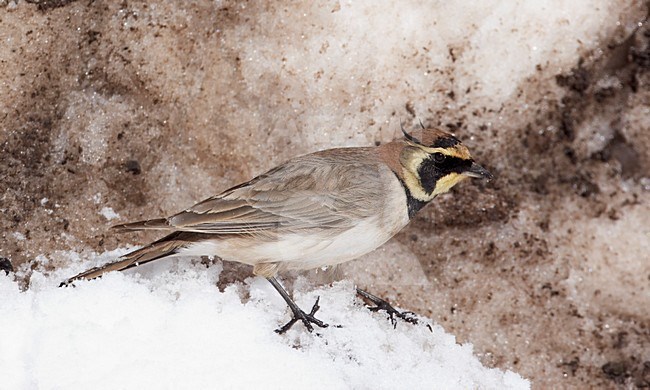 Atlasstrandleeuwerik foeragerend in de sneeuw; Atlas Horned Lark foraging in the snow stock-image by Agami/Markus Varesvuo,