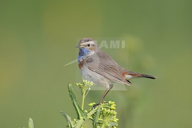 Volwassen Blauwborst; Adult White-Spotted Bluethroat stock-image by Agami/Reint Jakob Schut,