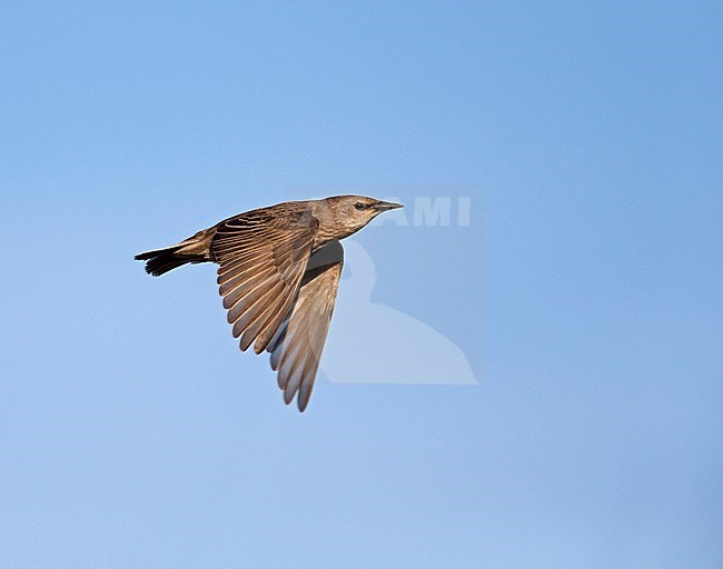 Juvenile Common Starling (Sturnus vulgaris) migrating, flying against a blue sky as background. stock-image by Agami/Ran Schols,