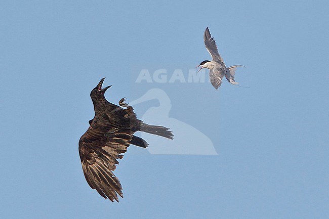 Arctic Tern (Strena paradisaea) flying in Churchill, Manitoba, Canada. stock-image by Agami/Glenn Bartley,