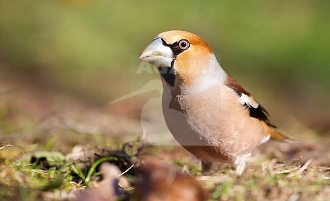 Mannetje Appelvink, Hawfinch male stock-image by Agami/Roy de Haas,