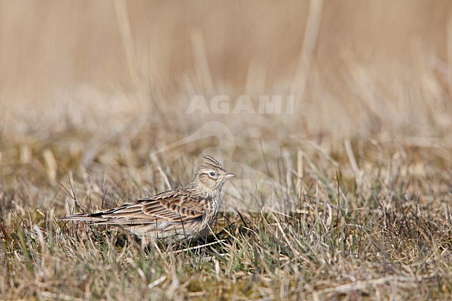 Veldleeuwerik; Eurasian Skylark stock-image by Agami/Rob Olivier,