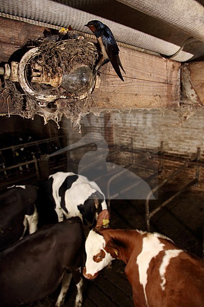 Boerenzwaluw met jongen in boerenschuur, Barn Swallow with young in barn stock-image by Agami/Chris van Rijswijk,