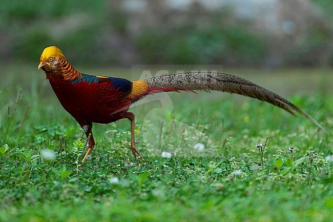 An adult male Golden Pheasant (Chrysolophus pictus) on a glade stock-image by Agami/Mathias Putze,