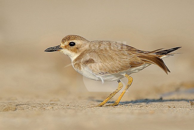 Greater Sand Plover (Charadrius leschenaultii) wintering in India. Standing on a beach. stock-image by Agami/Clement Francis,