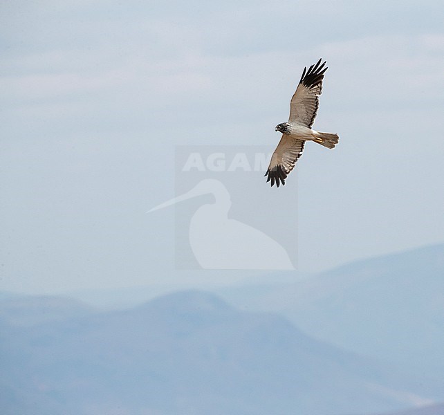 Adult male Malagasy Harrier (Circus macrosceles) in flight over rural landscape in northern part of the island. Also known as the Madagascar Harrier. stock-image by Agami/Marc Guyt,