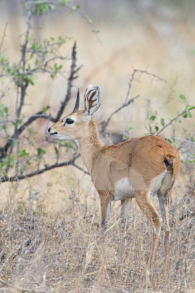 Steenbokantilope in Etosha Namibie, Steenbok at Etosha Namibia stock-image by Agami/Wil Leurs,