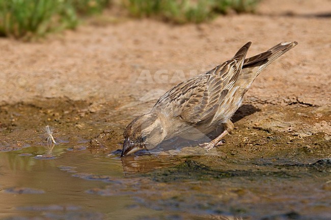 Rotsmus drinkend; Rock Sparrow drinking stock-image by Agami/Daniele Occhiato,