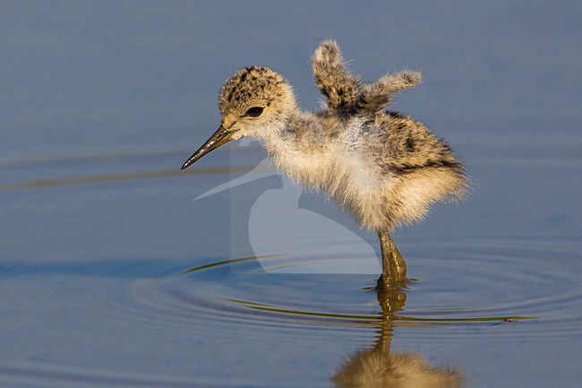 Cavaliere d'Italia; Black-winged Stilt; Himantopus himantopus stock-image by Agami/Daniele Occhiato,