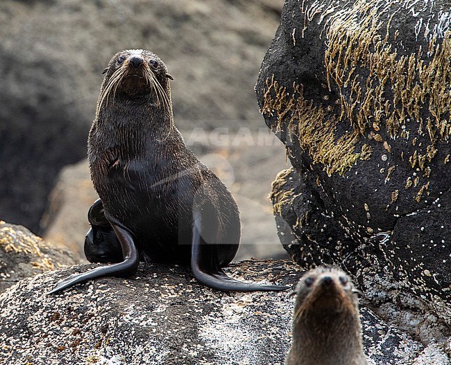 Two New Zealand Fur Seals (Arctocephalus forsteri) resting on the shore of the Chatham Islands, New Zealand. Looking straight at the photographer. stock-image by Agami/Marc Guyt,