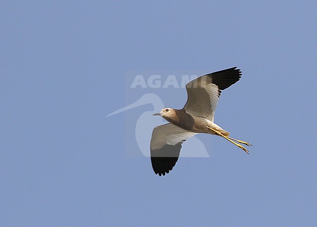 Volwassen Witstaartkievit in vlucht; Adult White-tailed Lapwing (Vanellus leucurus) in flight stock-image by Agami/James Eaton,