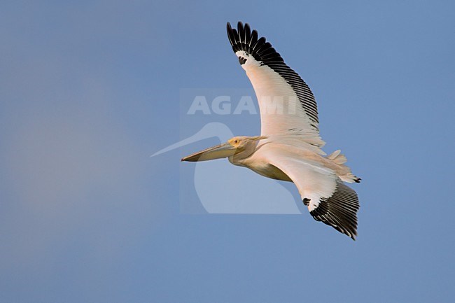 Great White Pelican flying; Roze Pelikaan vliegend stock-image by Agami/Daniele Occhiato,