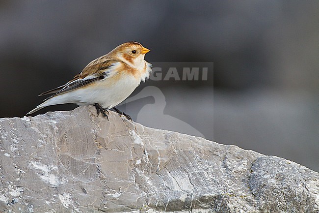 Snow Bunting, Plectrophenax nivalis, in winter plumage sitting on basalt rocks part of small flock wintering at North Sea coast. Adult female of nominate subspecies nivalis perched on rock front view. stock-image by Agami/Menno van Duijn,