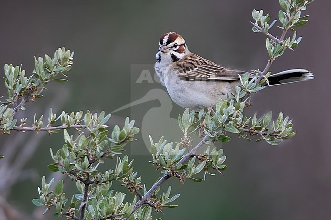 Lark Sparrow (Chondestes grammacus) adult male perched on a bush stock-image by Agami/Dubi Shapiro,