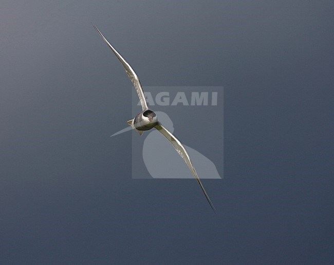 Whiskered Tern adult summerplumage flying; Witwangstern volwassen zomerkleed vliegend stock-image by Agami/Marc Guyt,