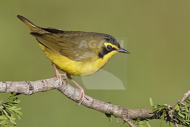 Adult male 
Galveston Co., TX 
April 2010 stock-image by Agami/Brian E Small,