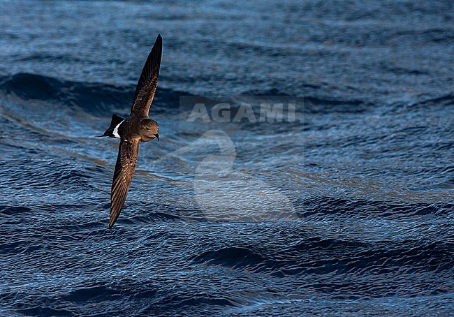 White-bellied Storm Petrel (Fregetta grallaria) at sea in the southern Atlantic ocean. stock-image by Agami/Marc Guyt,