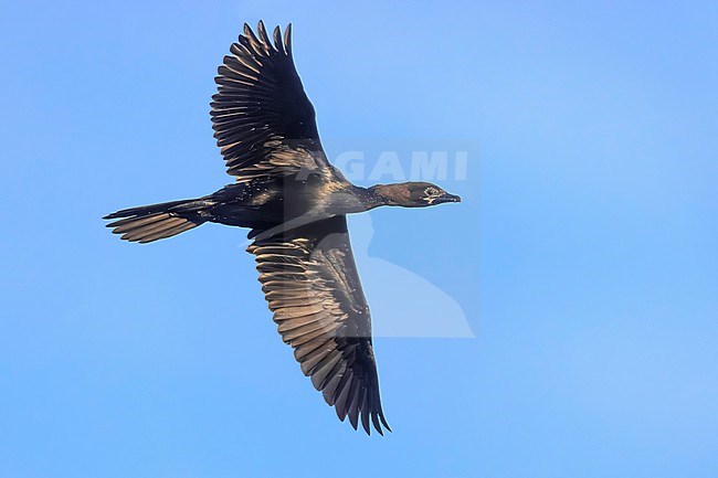 Pygmy Cormorant, Microcarbo pygmeus, in Italy. stock-image by Agami/Daniele Occhiato,