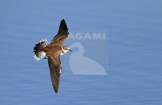 Little Ringed Plover (Charadrius dubius curonicus) juvenile in flight at Vestamager, Denmark. stock-image by Agami/Helge Sorensen,