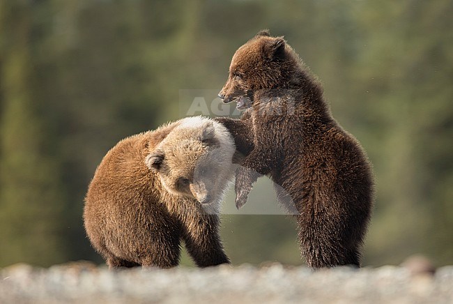 Wild Grizzly Bear (Ursus arctos) in North America. Two cubs playing. stock-image by Agami/Danny Green,