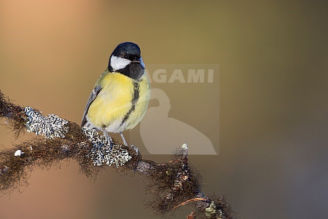Great Tit - Kohlmeise - Parus major ssp. major, Finland, adult female stock-image by Agami/Ralph Martin,