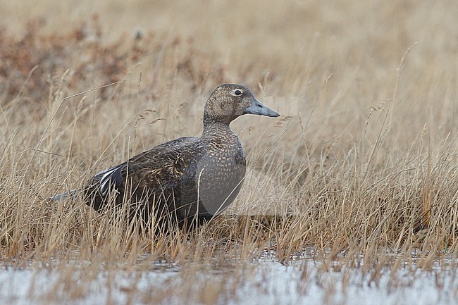 Adult female 
Barrow, AK 
June 2010 stock-image by Agami/Brian E Small,