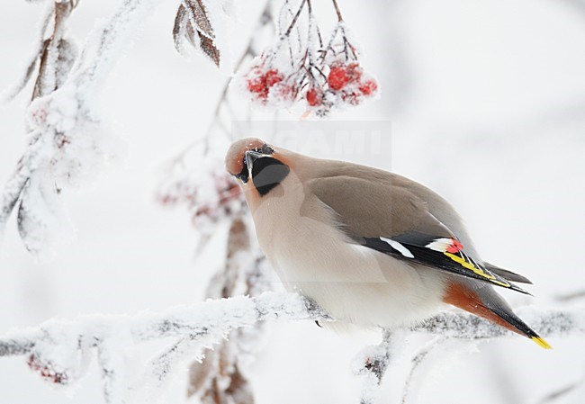 Volwassen Pestvogel foeragerend op bessen in de winter; Adult Bohemian Waxwing foraging on berries in winter stock-image by Agami/Markus Varesvuo,