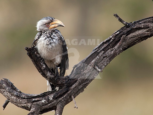 Geelsnaveltok, Southern Yellow-Billed Hornbill, stock-image by Agami/Walter Soestbergen,
